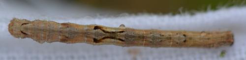 Réf. 342 936 : Crocallis elinguaria